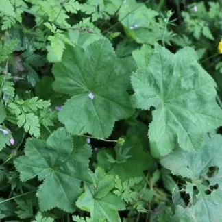 Alchemilla vulgaris (Альхемилла вульгарис) Манжетка обыкновенная