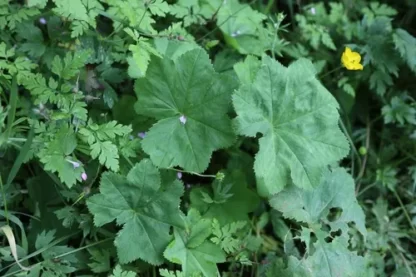 ALCHEMILLA VULGARIS (АЛЬХЕМИЛЛА ВУЛЬГАРИС) МАНЖЕТКА ОБЫКНОВЕННАЯ