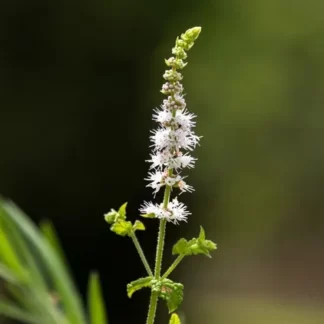 Actaea racemosa (Актеа рацемоза) Клопогон кистеносный