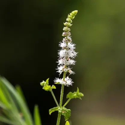 ACTAEA RACEMOSA (АКТЕА РАЦЕМОЗА) КЛОПОГОН КИСТЕНОСНЫЙ