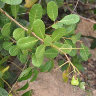 Anacardium occidentale (Анакардиум оксидентале) Анакардий западный