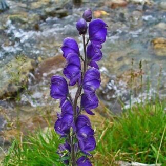 Aconitum napellus (Аконитум напеллус) Аконит аптечный