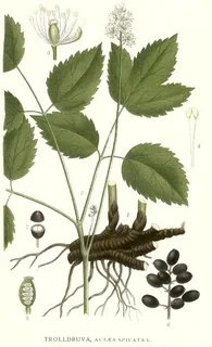 Actaea spicata (Актеа спиката) Воронец колосистый