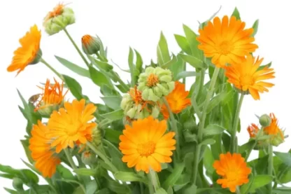 CALENDULA (КАЛЕНДУЛА) НОГОТКИ ЛЕКАРСТВЕННЫЕ