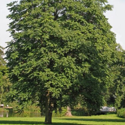 AILANTHUS ALTISSIMA (АЙЛАНТУС АЛТИССИМА) КИТАЙСКИЙ ЯСЕНЬ