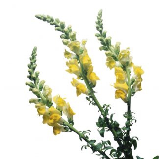 Linaria vulgaris (Линария вульгарис) Льнянка обыкновенная