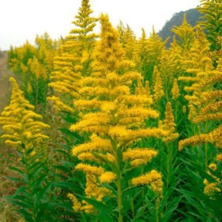 Цветочная эссенция Золотарник 30 мл