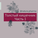 Толстый кишечник: Часть 1 - Производственная аптека NaturaPharma