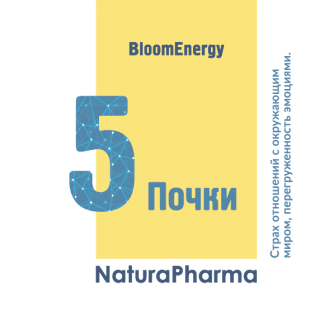 Трансперсональный комплекс № 5 Почки
